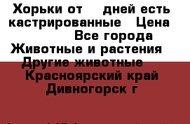   Хорьки от 35 дней есть кастрированные › Цена ­ 2 000 - Все города Животные и растения » Другие животные   . Красноярский край,Дивногорск г.